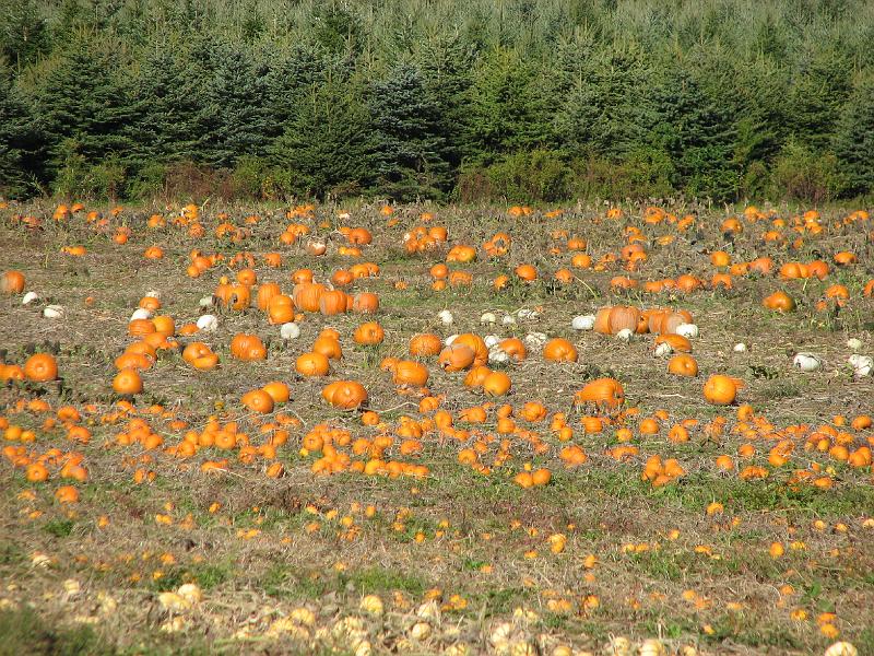2008-10-11_Tiverton_Trustom 013.jpg